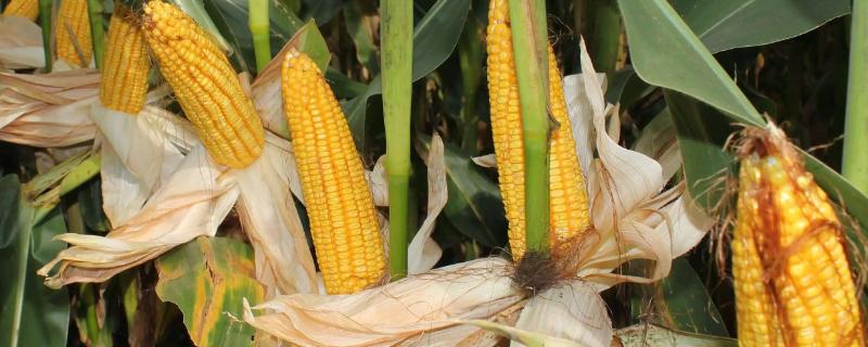 华皖763D玉米种子特征特性，播种期宜在4月下旬至5月上旬