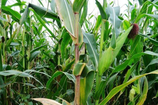 新单58GX玉米种子简介，非靶标害虫按常规措施防治