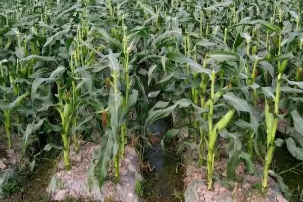 承单813D玉米种子简介，播种期宜在4月下旬至5月上旬