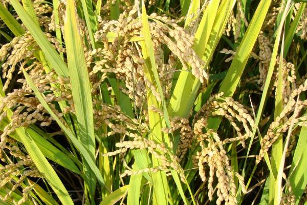 冀玉903K玉米种子特点，叶片抗性水平为高抗