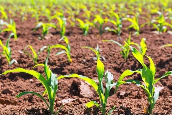 中元100GX玉米种子介绍，非靶标害虫按常规措施防治