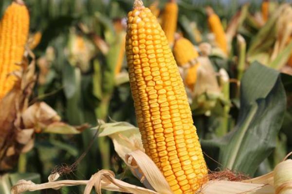 翔玉319R玉米品种简介，中抗禾谷镰孢穗腐病