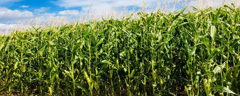 辽单121玉米种子简介，全生育期118天