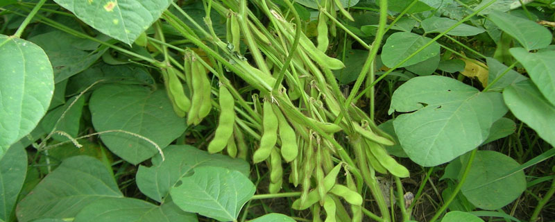 交育1号GS大豆种子特征特性，生育期平均99天