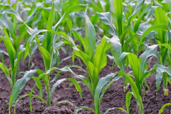 东168玉米种子特点，四川春播生育期118天