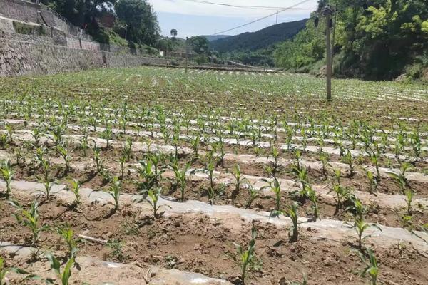 天玉2008玉米种子特点,亩植密度3000-3200株