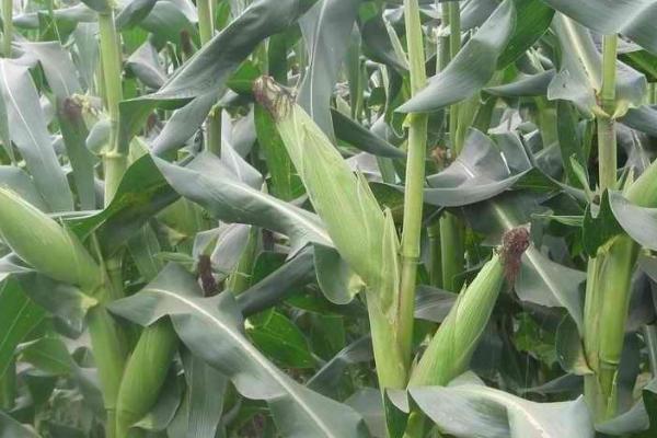 豪单10号玉米种子简介，出苗至成熟140天左右