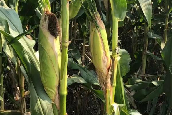 天玉2008玉米种子特点,亩植密度3000-3200株