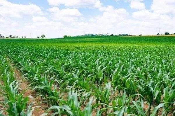 正玉8号玉米种子简介,四川春播生育期120天