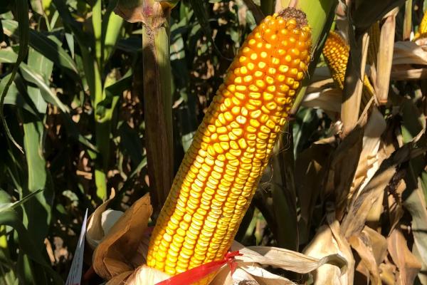 正玉8号玉米种子简介,四川春播生育期120天