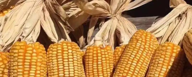 荆单8号玉米种子简介，全生育期116天