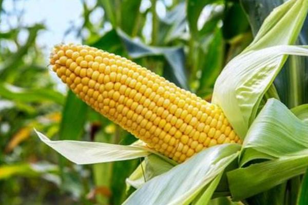 豪单10号玉米种子简介，出苗至成熟140天左右