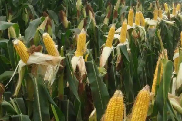 东168玉米种子特点，四川春播生育期118天