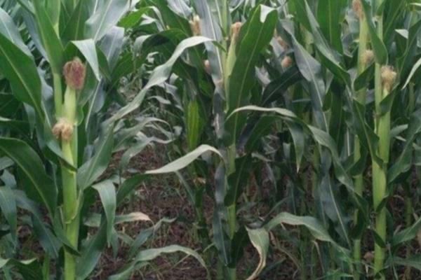 辽单121玉米种子简介，全生育期118天