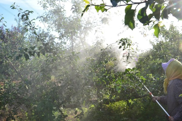 苹果树秋天开花的原因，高温、缺水、发生病害都会引起