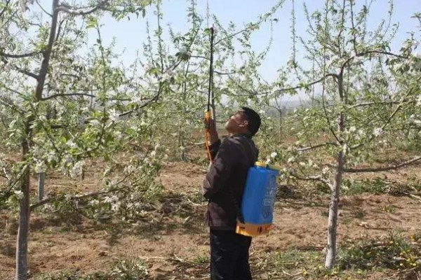 苹果树秋天开花的原因，高温、缺水、发生病害都会引起