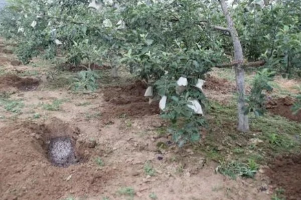 苹果树秋天开花的原因，高温、缺水、发生病害都会引起