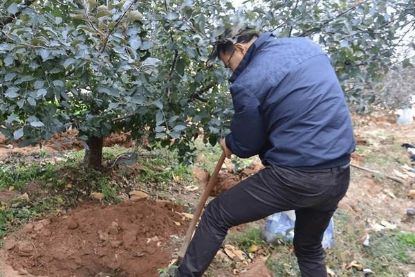苹果树秋天开花的原因，高温、缺水、发生病害都会引起