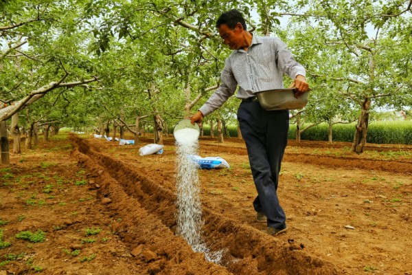 苹果树秋天开花的原因，高温、缺水、发生病害都会引起
