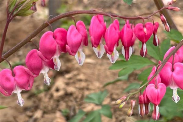 院子背阴处适合种什么植物，荷包牡丹、绣球花等品种是适宜选择