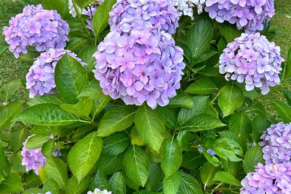 院子背阴处适合种什么植物，荷包牡丹、绣球花等品种是适宜选择