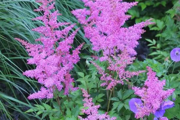 院子背阴处适合种什么植物，荷包牡丹、绣球花等品种是适宜选择