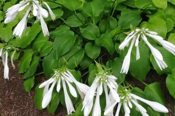 院子背阴处适合种什么植物，荷包牡丹、绣球花等品种是适宜选择