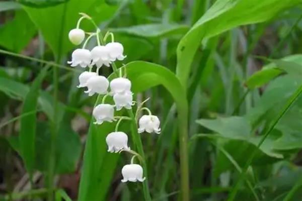 院子背阴处适合种什么植物，荷包牡丹、绣球花等品种是适宜选择