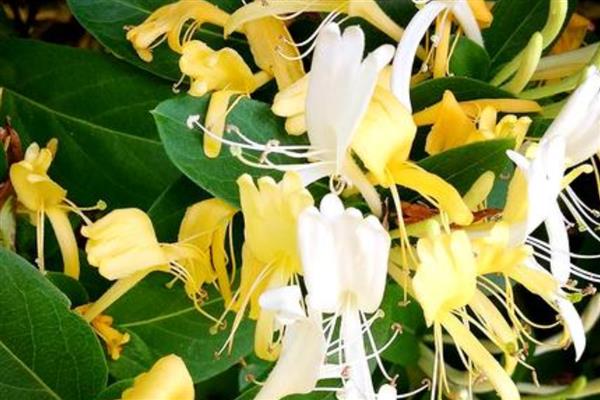 院子背阴处适合种什么植物，荷包牡丹、绣球花等品种是适宜选择