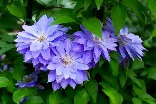 院子背阴处适合种什么植物，荷包牡丹、绣球花等品种是适宜选择