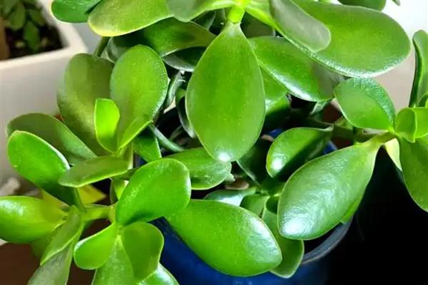 院子背阴处适合种什么植物，荷包牡丹、绣球花等品种是适宜选择