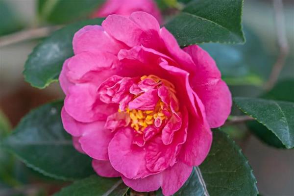 院子背阴处适合种什么植物，荷包牡丹、绣球花等品种是适宜选择