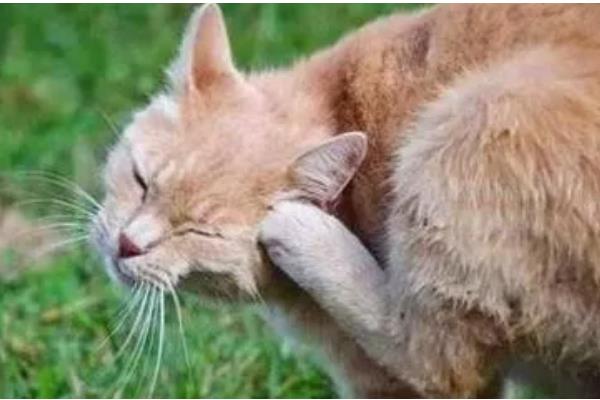 猫狗耳螨有什么症状，耳朵出现红褐色至黑色干性分泌物