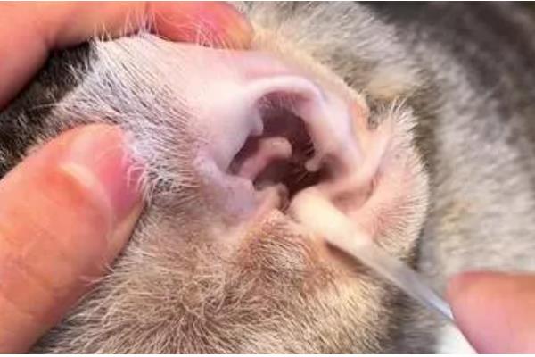 猫狗耳螨有什么症状，耳朵出现红褐色至黑色干性分泌物