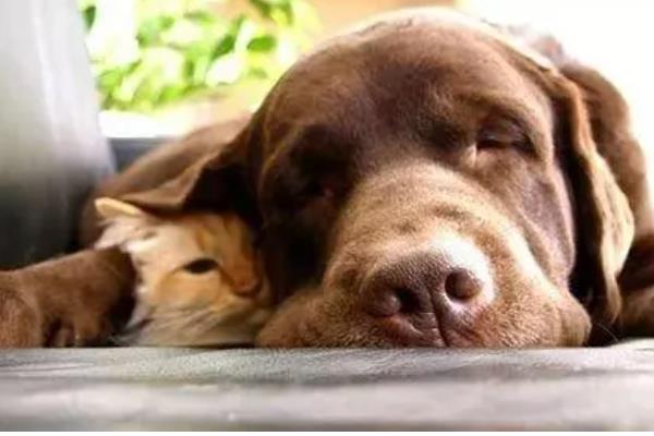 猫狗耳螨有什么症状，耳朵出现红褐色至黑色干性分泌物