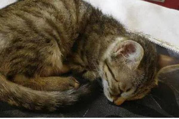 猫狗耳螨有什么症状，耳朵出现红褐色至黑色干性分泌物