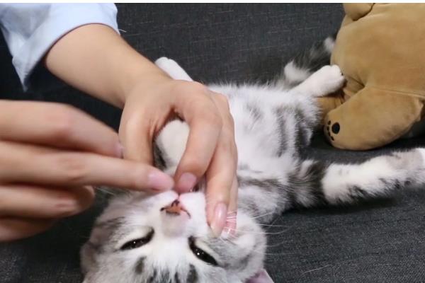 猫狗耳螨有什么症状，耳朵出现红褐色至黑色干性分泌物