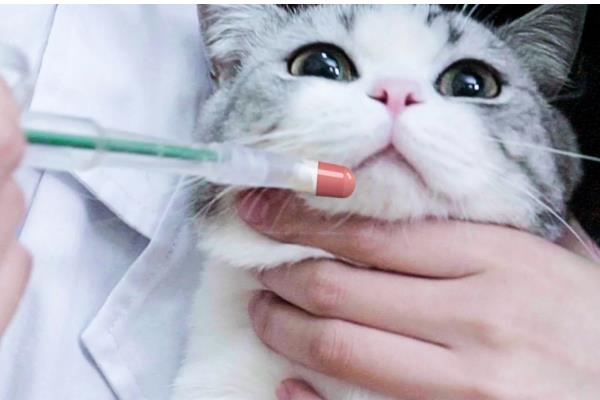 猫狗耳螨有什么症状，耳朵出现红褐色至黑色干性分泌物