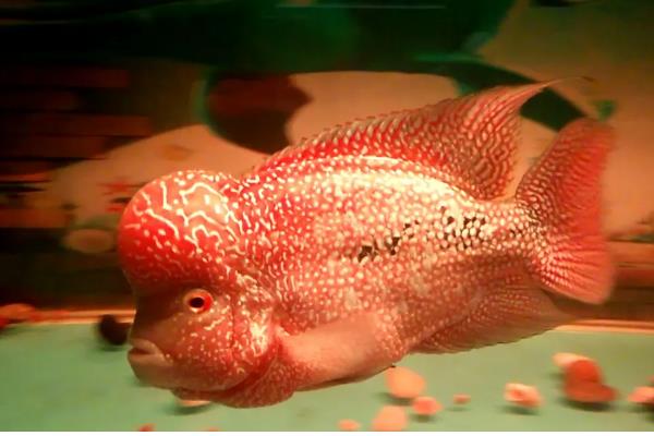 罗汉鱼能不能喂小鱼苗,饲喂活饵可激发它们的捕食兴趣