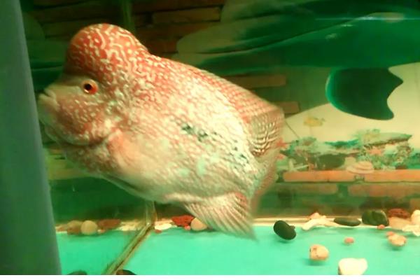 罗汉鱼能不能喂小鱼苗,饲喂活饵可激发它们的捕食兴趣