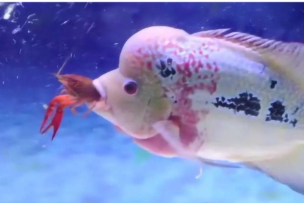 罗汉鱼能不能喂小鱼苗,饲喂活饵可激发它们的捕食兴趣