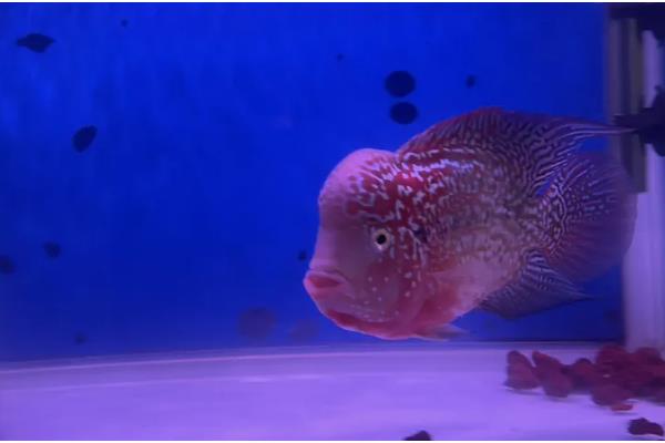 罗汉鱼能不能喂小鱼苗,饲喂活饵可激发它们的捕食兴趣