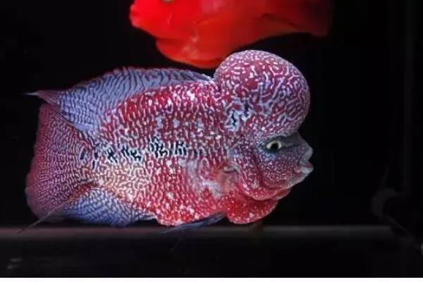 罗汉鱼能不能喂小鱼苗,饲喂活饵可激发它们的捕食兴趣