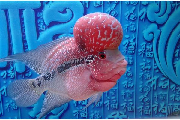 罗汉鱼能不能喂小鱼苗,饲喂活饵可激发它们的捕食兴趣