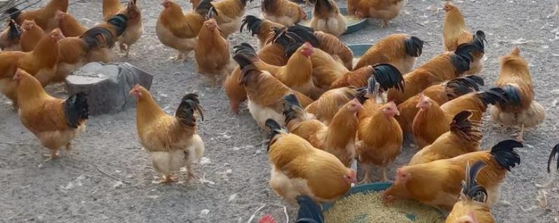 三黄鸡的简介，属于肉鸡品种