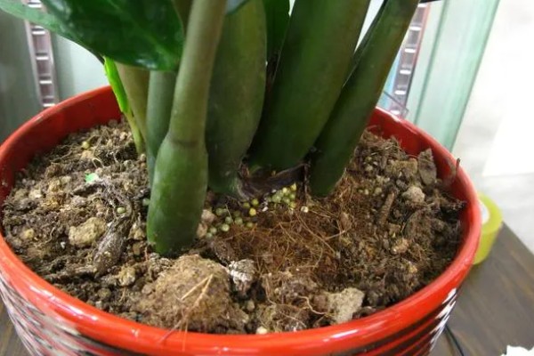 金钱树生根后的移栽要点，气温达到20℃再移栽可提高成活率