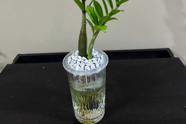 金钱树生根后的移栽要点，气温达到20℃再移栽可提高成活率