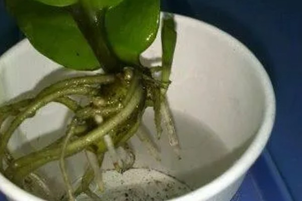 金钱树生根后的移栽要点，气温达到20℃再移栽可提高成活率