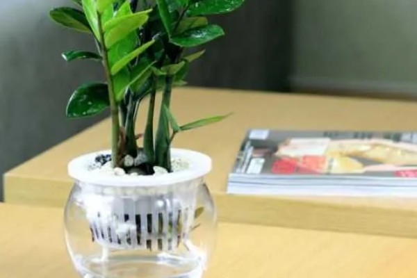 金钱树生根后的移栽要点，气温达到20℃再移栽可提高成活率