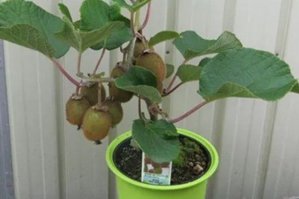 阳台种猕猴桃可以结果吗,需提供较大的栽培容器